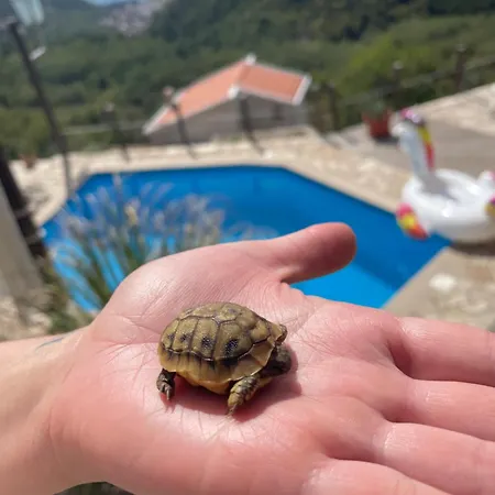 Bonaca Budva